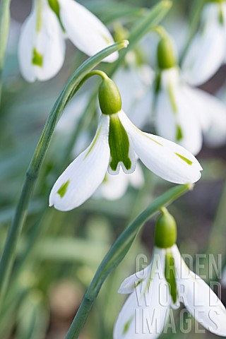 GALANTHUS_SOUTH_HAYES