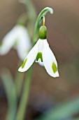 GALANTHUS PLICATUS BLUE TRYM