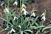 GALANTHUS PLICATUS BLUE TRYM