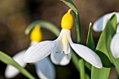 GALANTHUS GRACILIS ‘RONALD MACKENZIE’