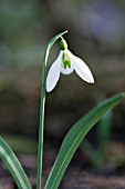 GALANTHUS PLICATUS RUTH MACLAREN