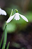 GALANTHUS NIVALIS SIBBERTOFT WHITE