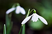 GALANTHUS NIVALIS SIBBERTOFT WHITE