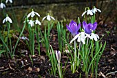 GALANTHUS NIVALIS SIBBERTOFT WHITE