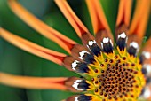 GAZANIA HAZEL DETAIL