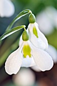 GALANTHUS PLICATUS DIGGORY