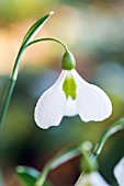 GALANTHUS PLICATUS DIGGORY