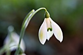 GALANTHUS VALENTINEI COWHOUSE GREEN