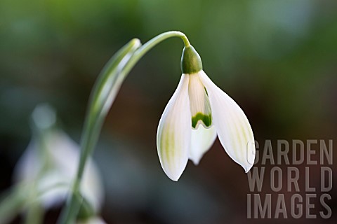 GALANTHUS_VALENTINEI_COWHOUSE_GREEN