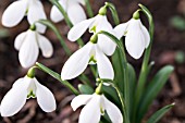 GALANTHUS LAUGHING CAVALIER