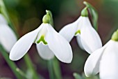 GALANTHUS LAUGHING CAVALIER