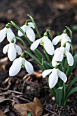 GALANTHUS LAUGHING CAVALIER