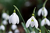 GALANTHUS PLICATUS GERARD PARKER