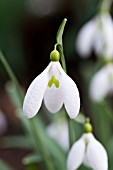 GALANTHUS PLICATUS GERARD PARKER