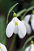 GALANTHUS PLICATUS GERARD PARKER