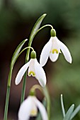 GALANTHUS NIVALIS BLONDE INGE