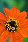 ZINNIA PROFUSION FIRE