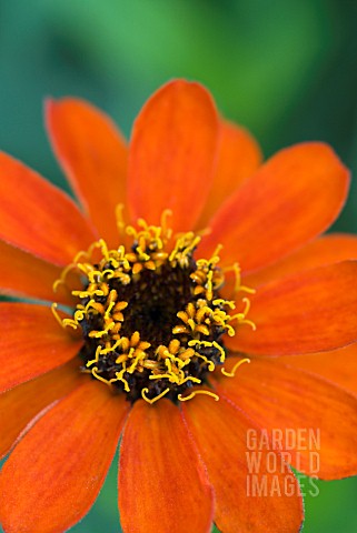 ZINNIA_PROFUSION_FIRE