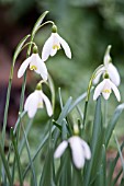 GALANTHUS NIVALIS BLONDE INGE