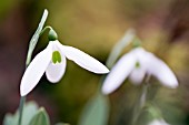 GALANTHUS ELWESII MILLERS LATE