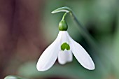 GALANTHUS ‘COMET’