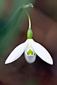 GALANTHUS ELWESII SIBBERTOFT MAGNET