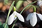 GALANTHUS PLICATUS VERA TRUM