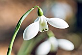 GALANTHUS ‘CLIFF CURTIS’