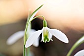 GALANTHUS VALENTINEI CURLY