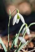 GALANTHUS VALENTINEI KILDARE