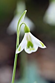 GALANTHUS VALENTINEI ‘CHRIS PEER’