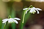 GALANTHUS NIVALIS FLOCON DE NEIGE