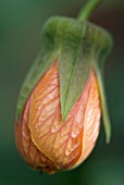 ABUTILON BUD