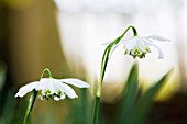 GALANTHUS NIVALIS FLOCON DE NEIGE