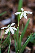 GALANTHUS NIVALIS FLOCON DE NEIGE