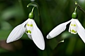 GALANTHUS ELWESII GREEN EYES