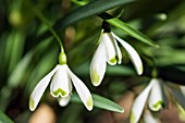 GALANTHUS NIVALIS WAREI