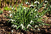 GALANTHUS NIVALIS WAREI