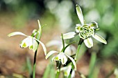 GALANTHUS NIVALIS DONCASTER DOUBLE SCHARLOCK
