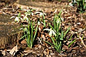 GALANTHUS NIVALIS DONCASTER DOUBLE SCHARLOCK