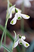 GALANTHUS TRUMPS