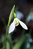 GALANTHUS ELWESII ROBIN HOOD