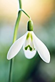 GALANTHUS VALENTINEI ‘BENHALL BEAUTY’