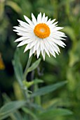 XEROCHRYSUM BRACTEATUM COCO; EVERLASTING DAISY