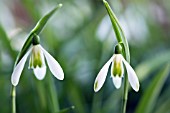 GALANTHUS NIVALIS COURTEENHALL