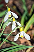 GALANTHUS VALENTINEI SPINDLESTONE SURPRISE