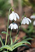 GALANTHUS PLICATUS POCULIFORM GROUP  E. A. BOWLES