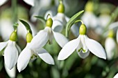 GALANTHUS PLICATUS WASHFIELD WARHAM