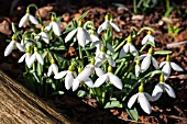 GALANTHUS PLICATUS WASHFIELD WARHAM