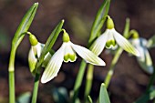 GALANTHUS NIVALIS HUGH MACKENZIE